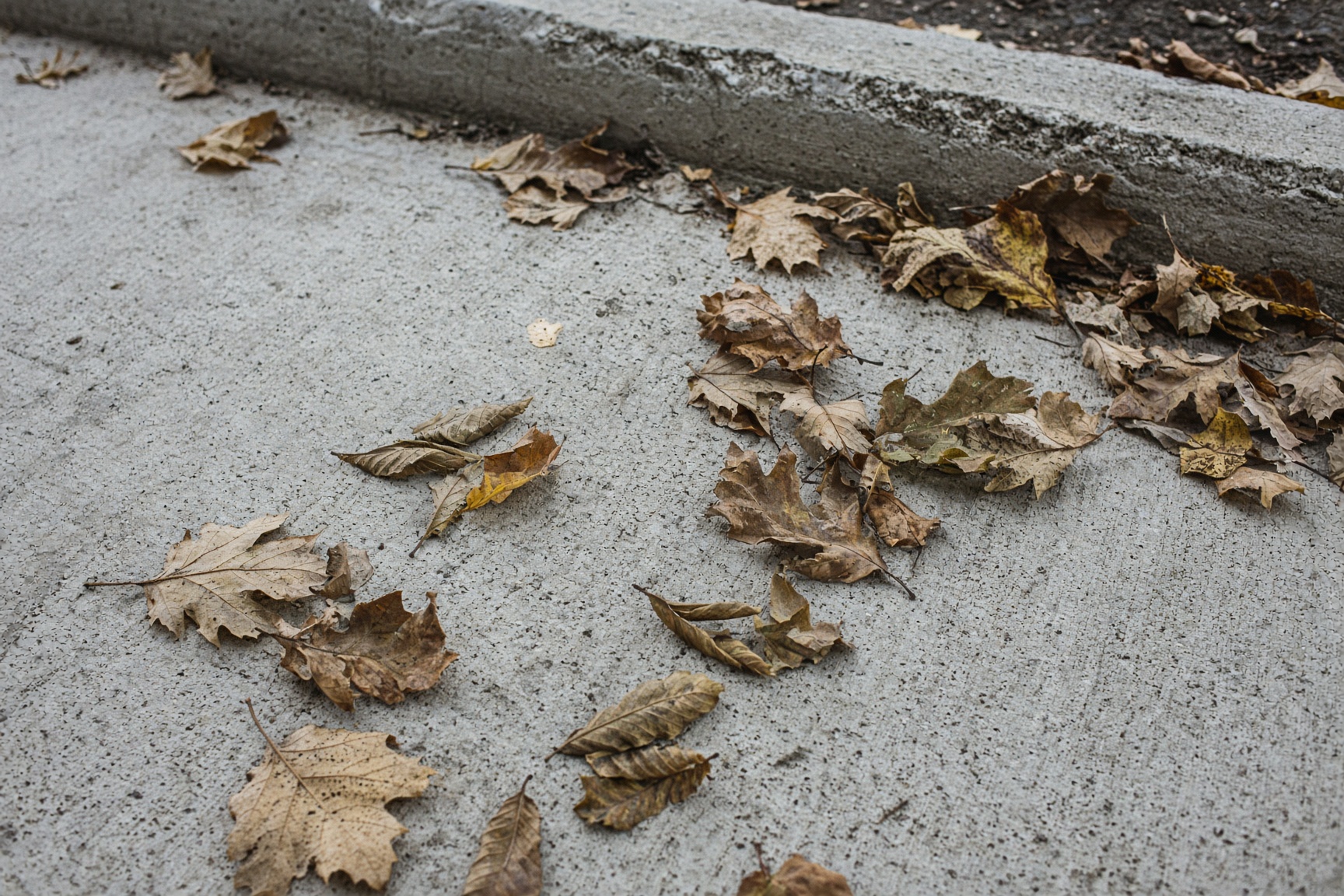 Scattered oak and pecan leaves along a concrete curb in early fall.